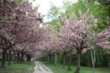 Bild für أشجار الكرز الياباني تحتفل بالربيع في برلين!