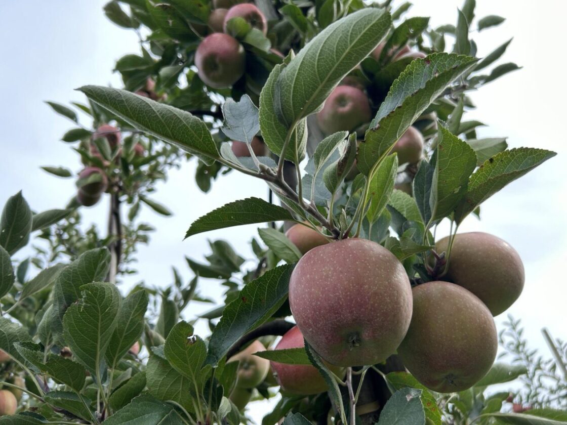 Яблучні сади на півночі Німеччини: де збирати фрукти восени