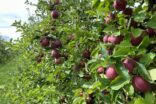 Bild für Яблуневі сади на півночі Німеччини: де збирати фрукти восени