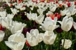 Bild für В парку “Сади світу” масово квітнуть тюльпани і рододендрони