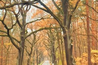 Bild für Маршрут вихідного дня: автобусом BVG через віковий ліс і повз озера