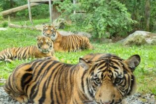 Bild für Тигр Банью – новий мешканець зоопарку Берліна