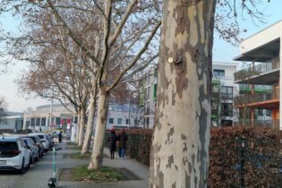 Bild für يكسب المال من عد الأشجار في ألمانيا… ما قصة مهنة “مراقب الأشجار”؟